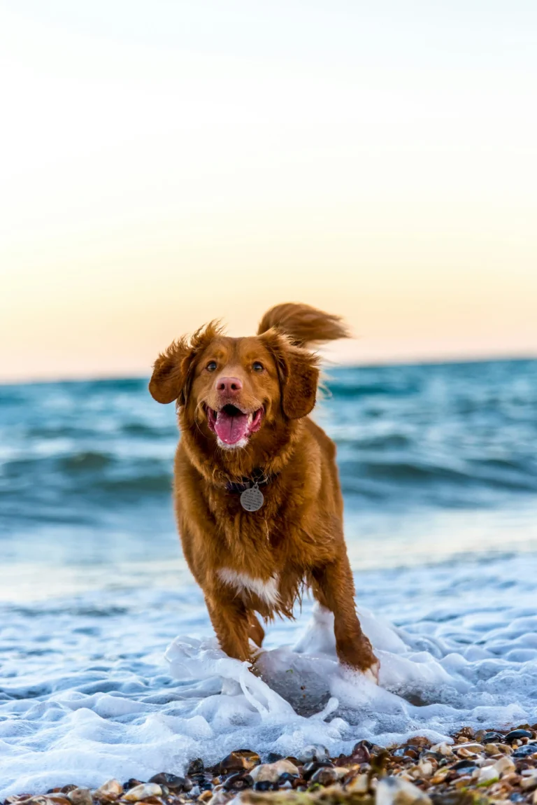 A dog running in the waves at a beach.
